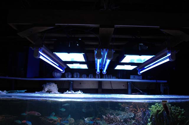 20000K double-ended HQI lighting and 216 watts of T5 actinic lighting. 20000K double-ended HQI lighting and 216 watts of T5 actinic lighting.